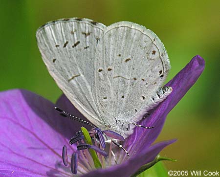 Appalachian Azure (Celastrina neglectamajor)