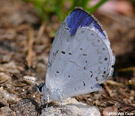 Appalachian Azure (Celastrina neglectamajor)