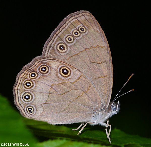 Appalachian Brown (Lethe appalachia)