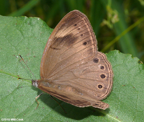 Appalachian Brown (Lethe appalachia)