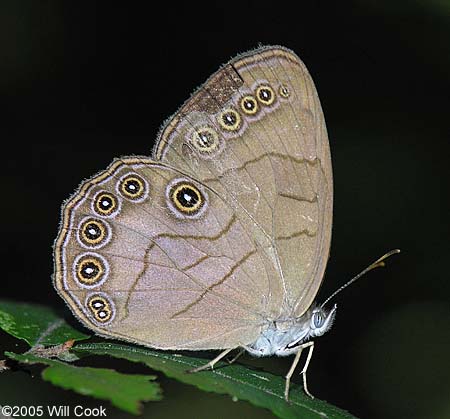 Appalachian Brown (Lethe appalachia)