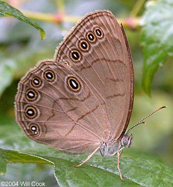 Appalachian Brown (Lethe appalachia)