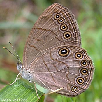 Appalachian Brown (Lethe appalachia)