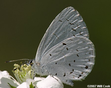 Appalachian Azure (Celastrina neglectamajor)