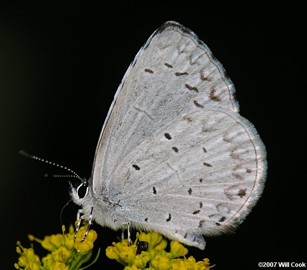 Appalachian Azure (Celastrina neglectamajor)