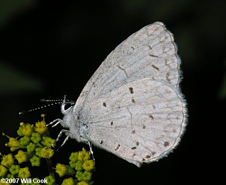 Appalachian Azure (Celastrina neglectamajor)