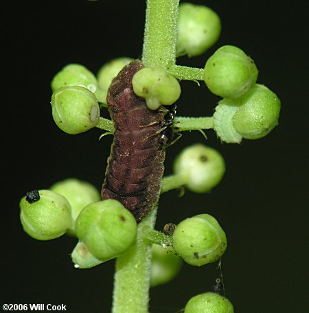 Appalachian Azure (Celastrina neglectamajor) caterpillar