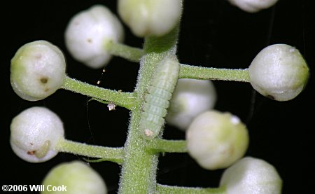 Appalachian Azure (Celastrina neglectamajor) caterpillar