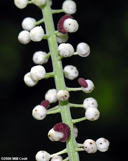 Appalachian Azure (Celastrina neglectamajor) caterpillar