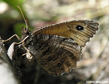 Great Arctic (Oeneis nevadensis)