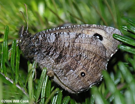 Oregon and Washington Butterfly Photos