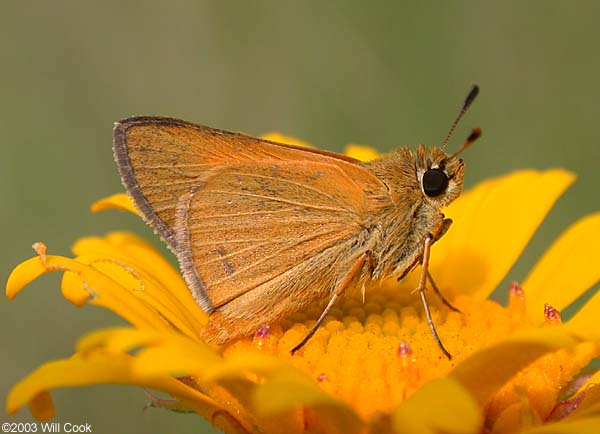 Arogos Skipper (Atrytone arogos)