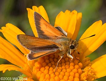 Arogos Skipper (Atrytone arogos)