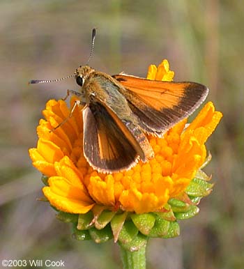 Arogos Skipper (Atrytone arogos)