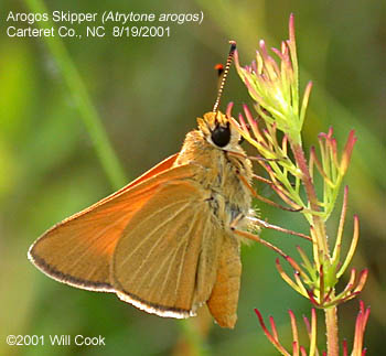 Arogos Skipper (Atrytone arogos)