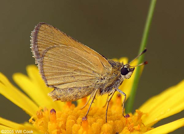 Arogos Skipper (Atrytone arogos)