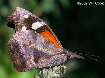 American Snout (Libytheana carinenta)