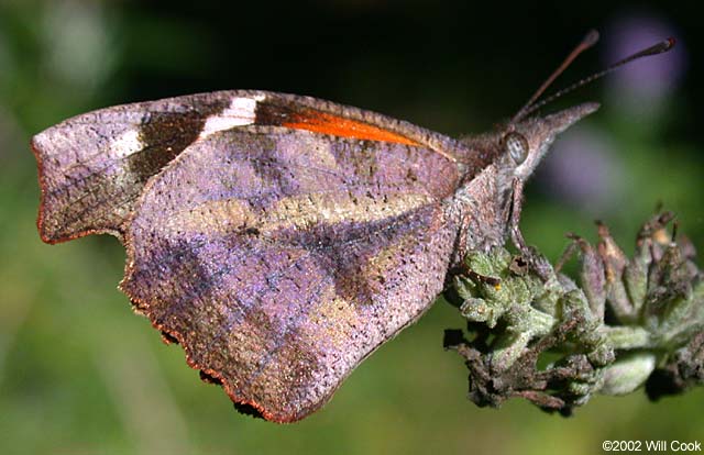 American Snout (Libytheana carinenta)