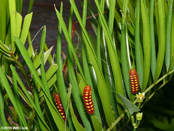 Atala (Eumaeus atala)