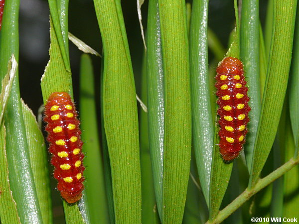 Atala (Eumaeus atala)