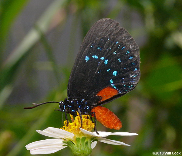 Atala (Eumaeus atala)