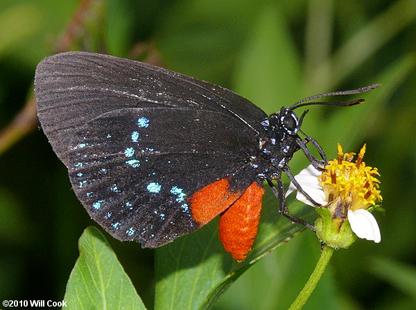 Atala (Eumaeus atala)