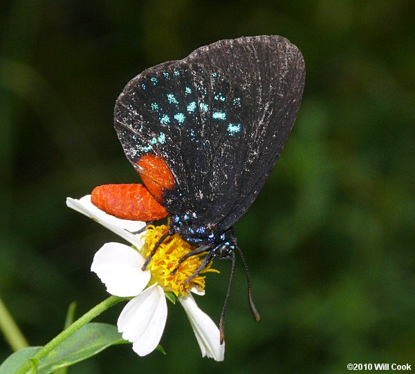 Atala (Eumaeus atala)