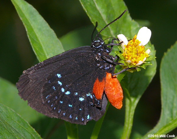 Atala (Eumaeus atala)