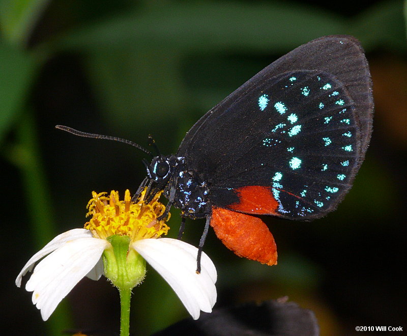 Atala (Eumaeus atala)