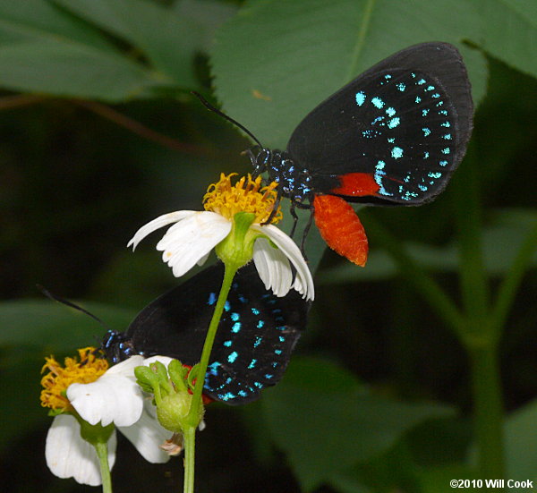 Atala (Eumaeus atala)