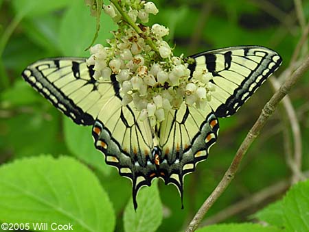 Appalachian Tiger Swallowtail (Pterourus [Papilio] appalachiensis)