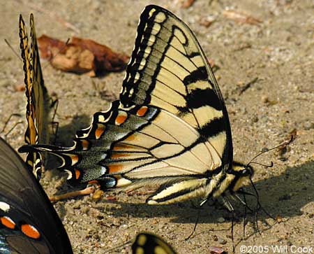 Appalachian Tiger Swallowtail (Pterourus [Papilio] appalachiensis)