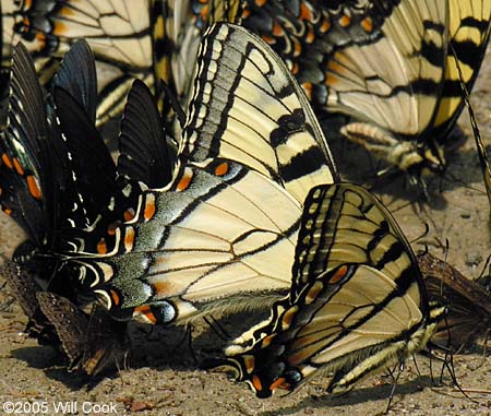 Appalachian Tiger Swallowtail (Pterourus [Papilio] appalachiensis)