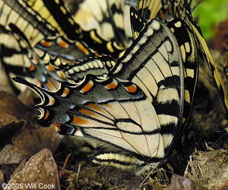 Appalachian Tiger Swallowtail (Pterourus [Papilio] appalachiensis)