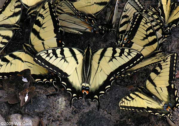Appalachian Tiger Swallowtail (Pterourus [Papilio] appalachiensis)