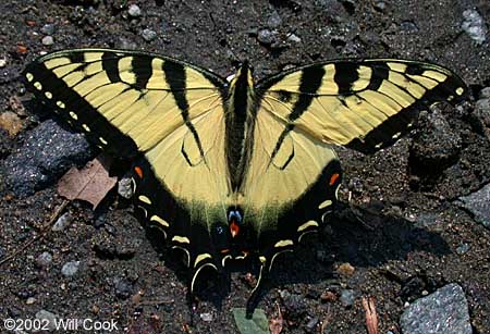 Appalachian Tiger Swallowtail (Pterourus [Papilio] appalachiensis)