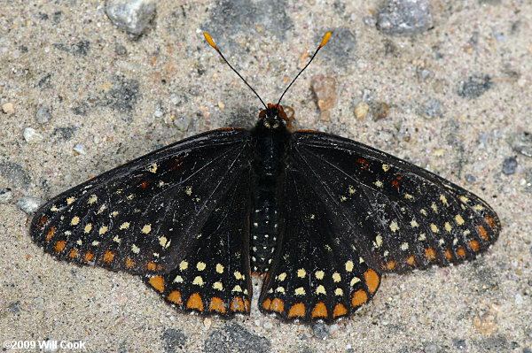 Baltimore Checkerspot (Euphydryas phaeton)