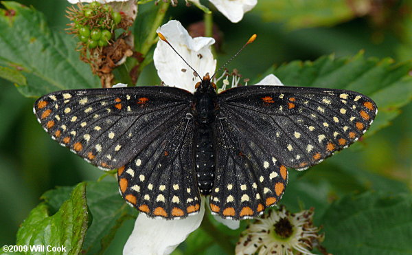 Baltimore Checkerspot (Euphydryas phaeton)