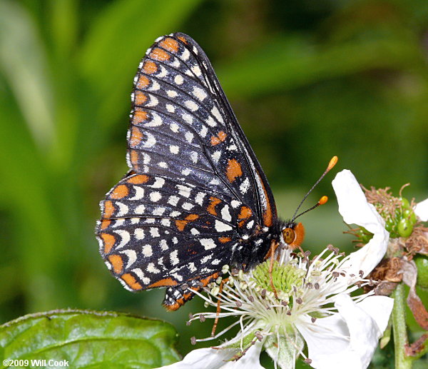 Baltimore Checkerspot (Euphydryas phaeton)