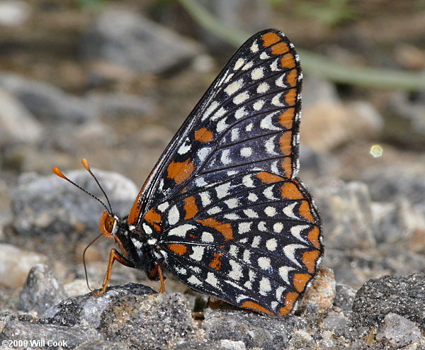 Baltimore Checkerspot (Euphydryas phaeton)