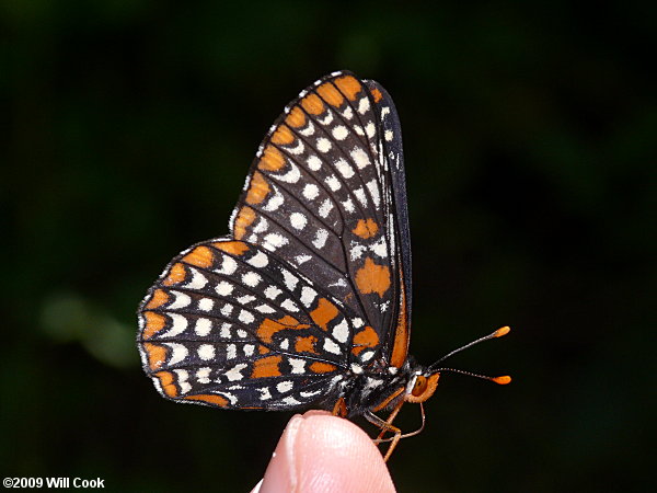 Baltimore Checkerspot (Euphydryas phaeton)