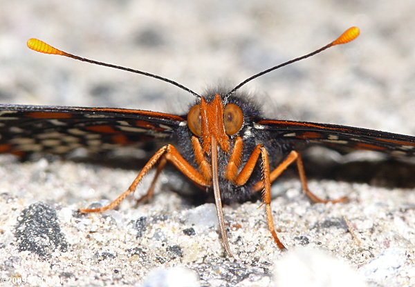 Baltimore Checkerspot (Euphydryas phaeton)