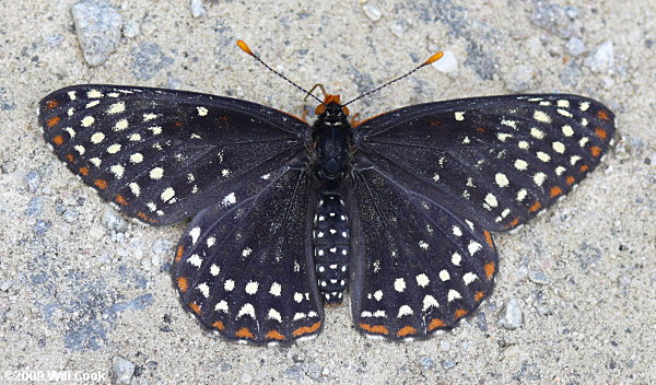 Baltimore Checkerspot (Euphydryas phaeton)