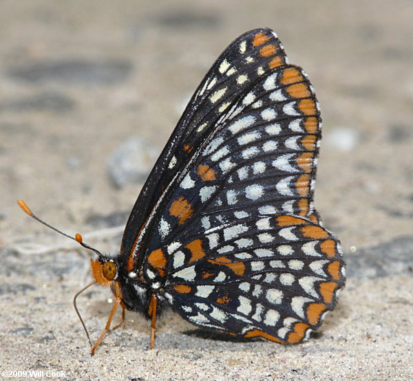 Baltimore Checkerspot (Euphydryas phaeton)