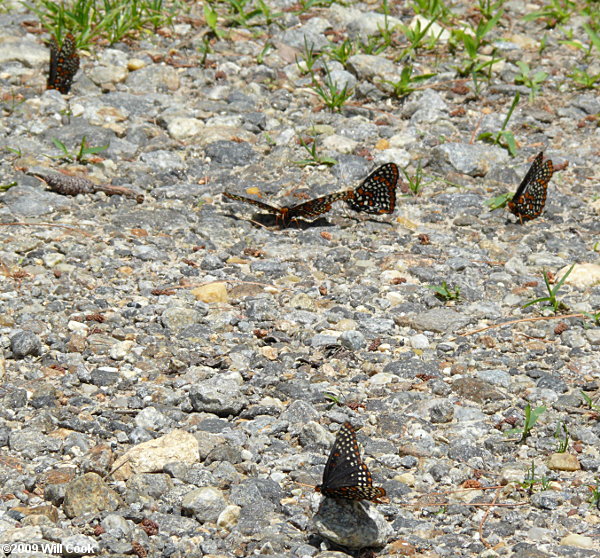 Baltimore Checkerspot (Euphydryas phaeton)