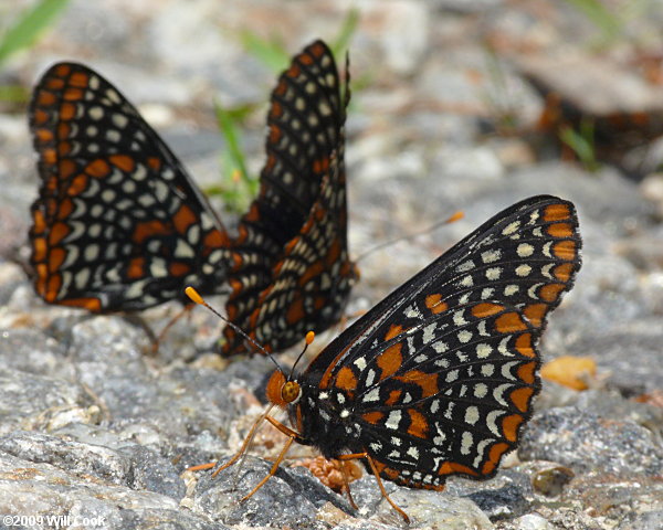 Baltimore Checkerspot (Euphydryas phaeton)