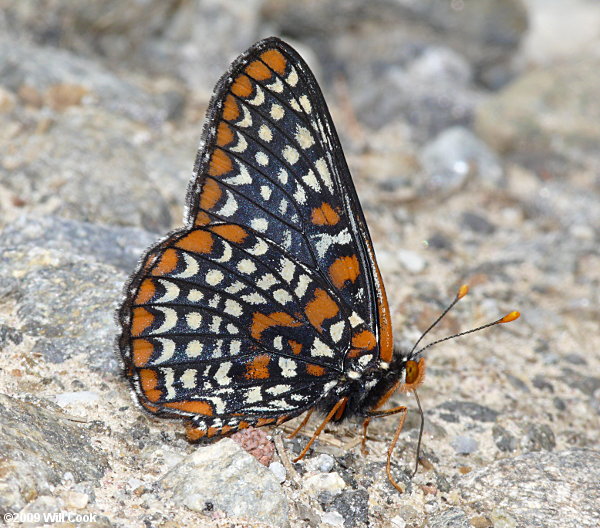 Baltimore Checkerspot (Euphydryas phaeton)