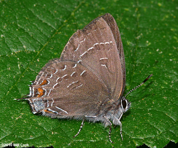 Banded Hairstreak (Satyrium calanus)