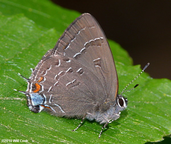 Banded Hairstreak (Satyrium calanus)