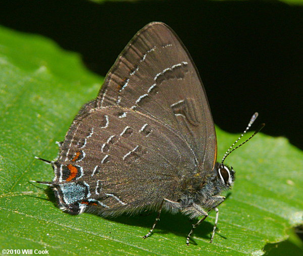 Banded Hairstreak (Satyrium calanus)